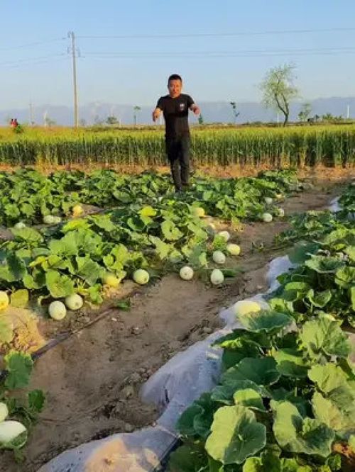 优质农产品的代表 甜瓜