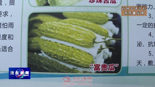 信宜贵子镇 公司+农户+合作社，特色苦瓜产业助力乡村振兴