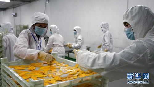 小芒果里的“大商机” 中国为柬埔寨农产品出口开辟广阔新天地